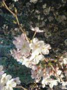 1112785764-050406_200404_M-small.jpg 1112785764-050406_200404_M-small.jpg