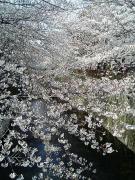 1112796452-050406_121318_M-small.jpg 1112796452-050406_121318_M-small.jpg