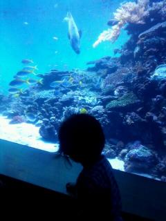 1313293483-13132910227840-small.jpg 1313293483-13132910227840-small.jpg