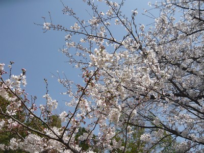 20120403-120402_8.jpg 20120403-120402_8.jpg