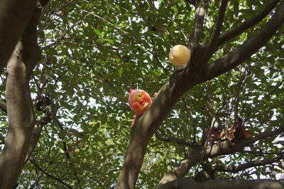 20130106-121228_23.jpg 20130106-121228_23.jpg